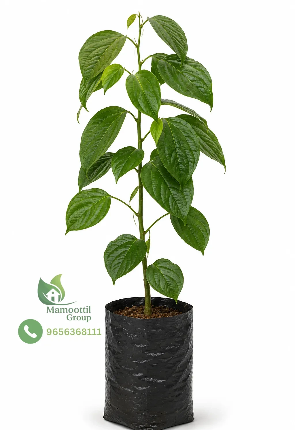 Rooted Pepper Runner Vines